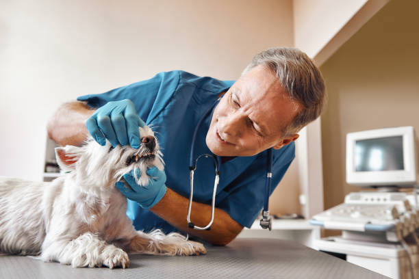 Best Emergency Dental Surgery in Kibler, AR